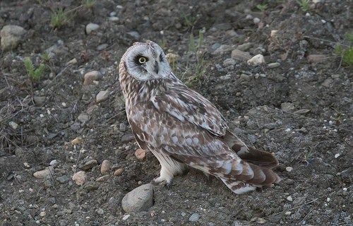 Short-eared Owl 13 – SEO Short Eared owl & Marsh harrier & Barn Owl hunting  Burwell fen Cambs UK 10Jan16 241p Reviews